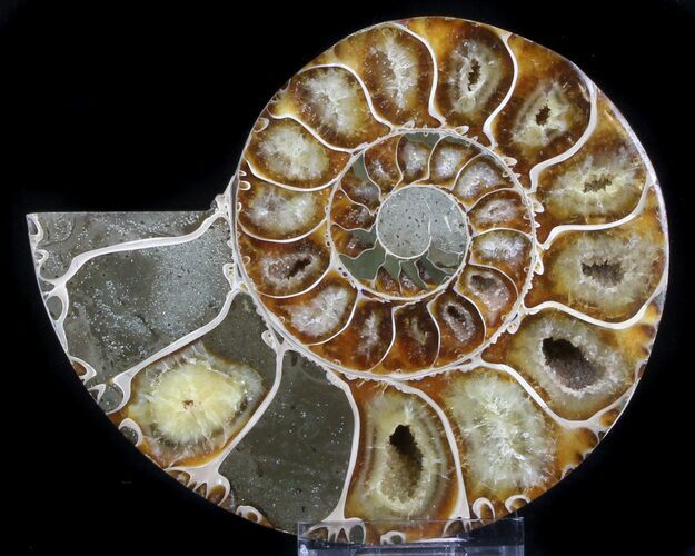 Thick Ammonite (Anapuzosia) Fossil Half #37061